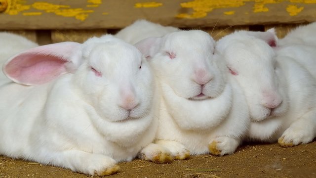 三匹の白ウサギ