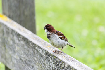 passerotto montagne dolomiti trentino alto adige bosco