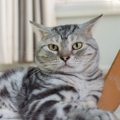 American shorthair cat