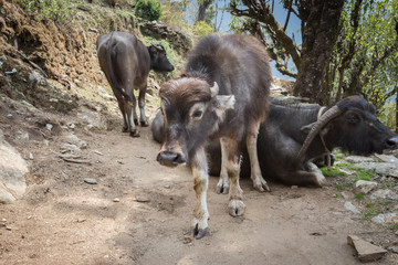 Nepali animals