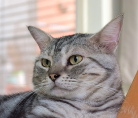 American shorthair cat