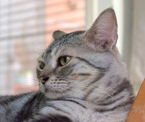 American shorthair cat