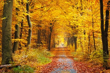 Peel and stick wall murals Road in forest Autumn forest