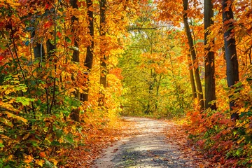 Gordijnen Herfst bos © sborisov