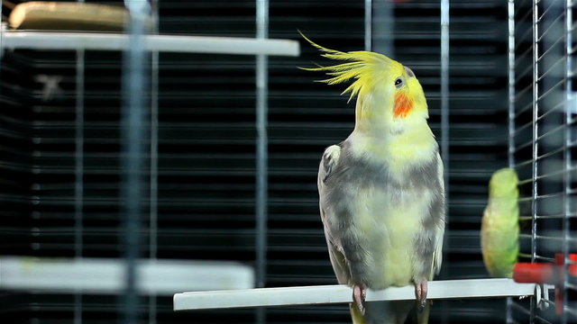 Wide shot of Cockatiel in iron cage