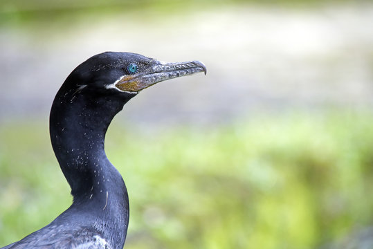 Brazilian Cormorant Or Neotropic Cormorant