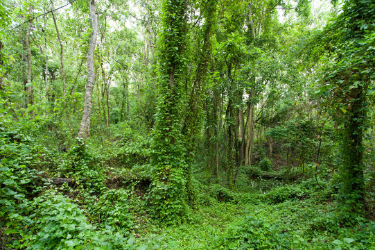 Fototapeta Rain forest, view in summer