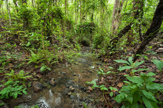 Fototapeta Rain forest, view in summer