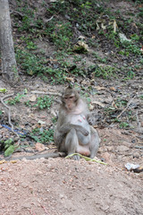 Monkey is sitting