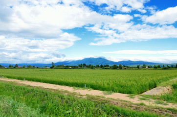 Fototapeta na wymiar 北海道　夏の富良野と十勝岳