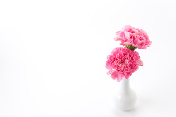 pink carnations flower
