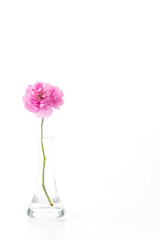 pink rose isolated on white background