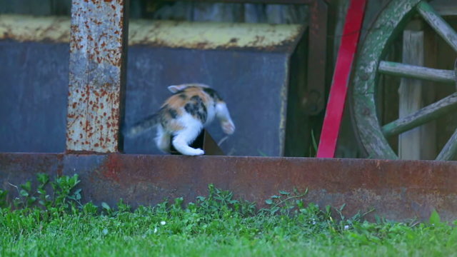 Little kitty playing outside