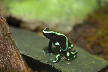 Three-striped Poison Dart Frog (Epipedobates tricolor)