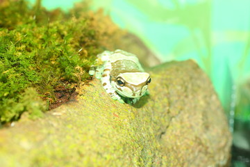 Amazon milk frog (Phrynohyas resinifictrix)