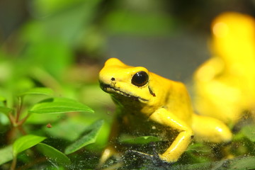 Golden poison frog Phyllobates terribilis