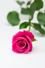 Fototapeta premium 薔薇