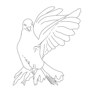 Dove flying / Illustration line art drawing of dove flying