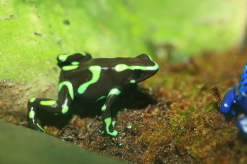 Three-striped Poison Dart Frog (Epipedobates tricolor)