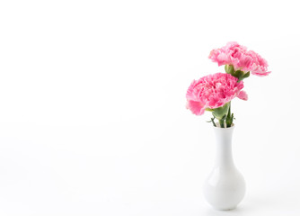 pink carnations flower