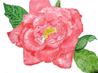 Pink rose painting / Acrylic painting of pink rose flower
