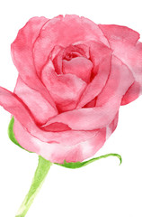 Pink rose painting / Watercolor painting of pink rose flower
