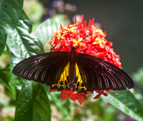 Fototapeta na wymiar birdwing butterfly