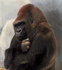Gorilla with Attitude