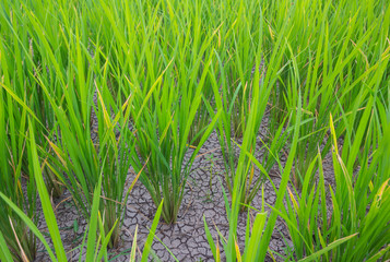 Rice field