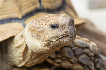 ケヅメリクガメ