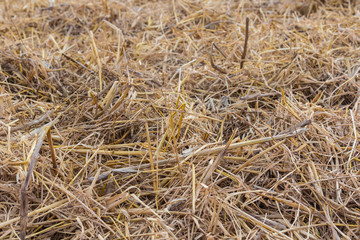 Texture of dry straw on the floor