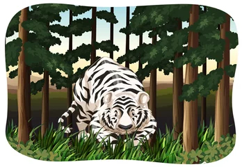 White tiger © blueringmedia