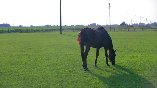 Arabian horse feeding on big ranch grass