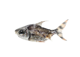 Dead Fish on white background