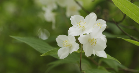 Obraz na płótnie Canvas jasmine flowers in bloom outdoor photo