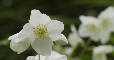 Obraz na płótnie Canvas jasmine flowers in bloom outdoor photo