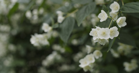 jasmine flowers in bloom outdoor photo