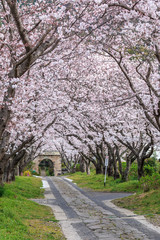 桜のアーチ＠佐賀県武雄市