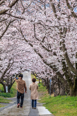 Obraz premium 桜のアーチ＠佐賀県武雄市