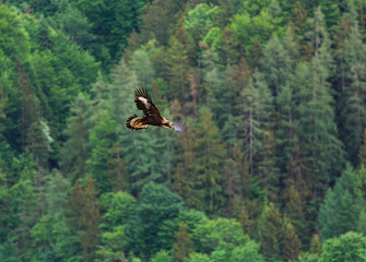 Obraz premium The eagle soars