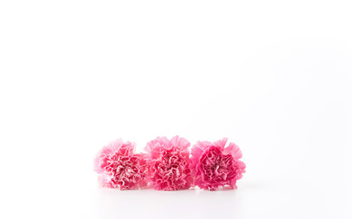 pink carnations flower