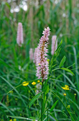 beautiful alpine flowers
