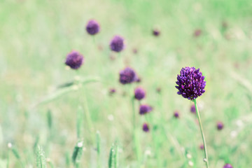 Flowering Onion