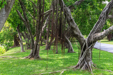 The banyan trees in the public park