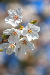 桜の花