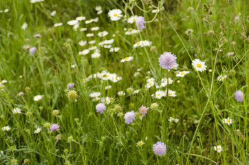 daisy flowers in the meadow