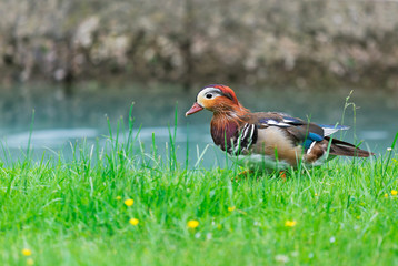 Beautiful colorful duck