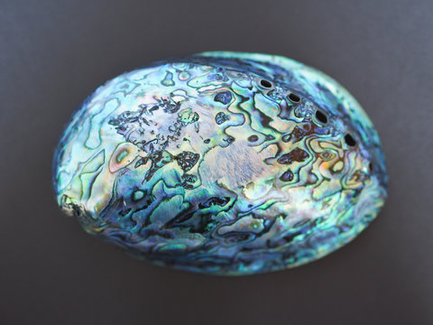 Papua shell