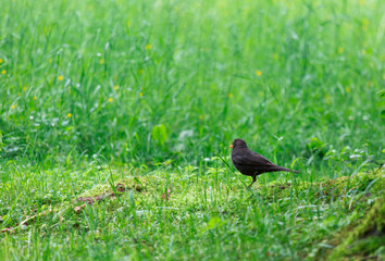 Black starling