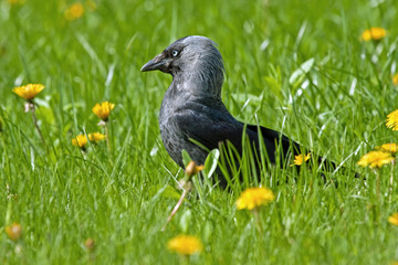 Jackdaw (Coloeus monedula)
